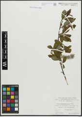 Foto von Salix appendiculata Vill.